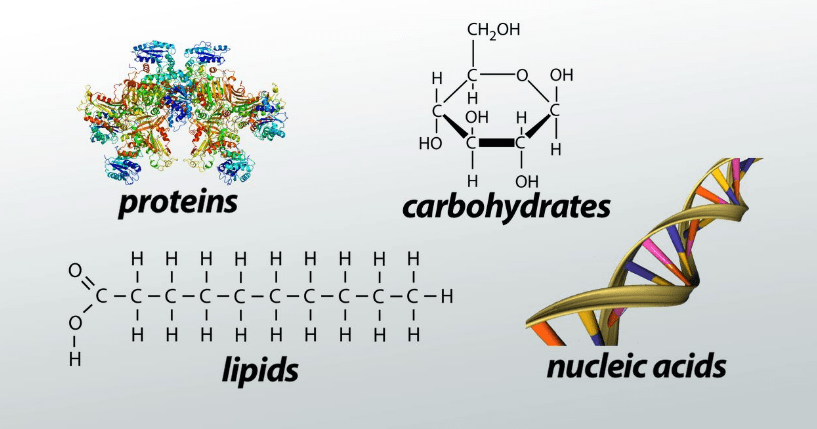 Biochemistry I