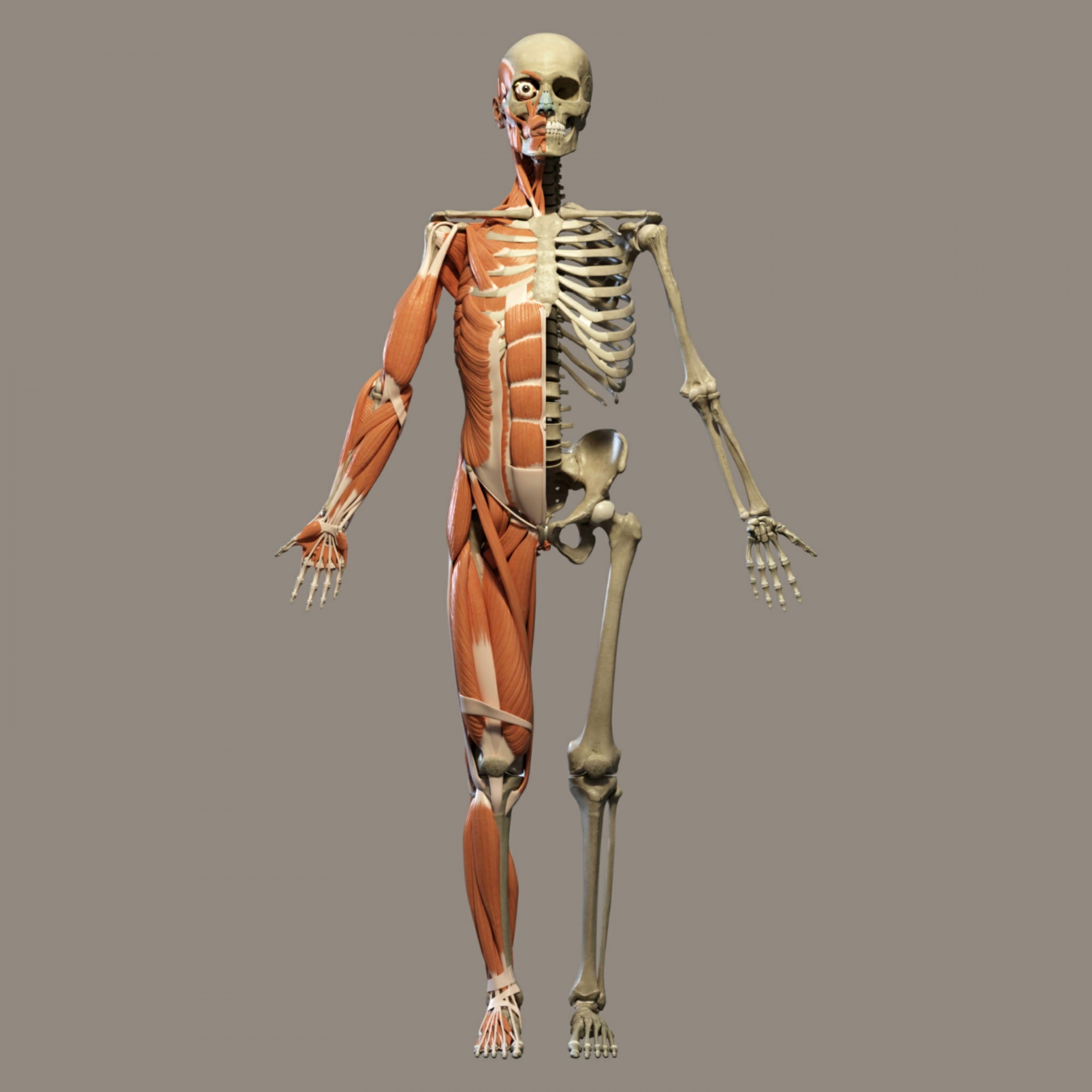 Anatomy and Physiology e-Resources